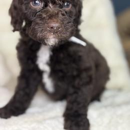 White - Snow - Chocolate female Goldendoodle puppy in Cleveland, Georgia from The O.G. Doodles