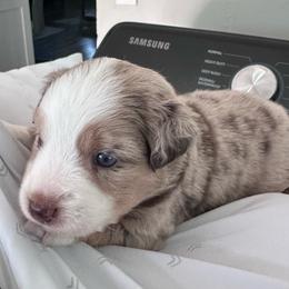 Copper - Red merle male Miniature Australian Shepherd puppy in Town 'N' Country, Florida from House of Miniature Aussies