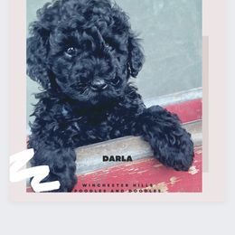 Goldendoodle and Poodle Puppies from Winchester Hills Poodles and Doodles