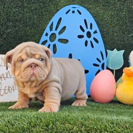 Kilo - Lilac tri-color male Bulldog puppy in Hialeah, Florida from Charliejbulldogs