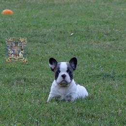 Boston Terrier and French Bulldog Puppies from Freedom Bostons