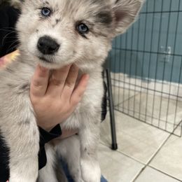 Pomsky Puppies from Urban Sky Kennel