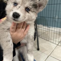 Pomsky Puppies from Urban Sky Kennel