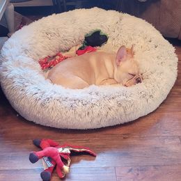 French Bulldog Puppies from BigStar French Bulldogs