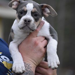 Orange - White Bulldog puppy in Century, Florida from Rebelxotics Bulldogs