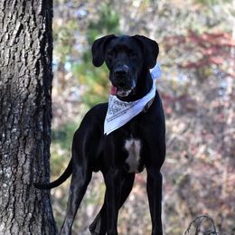 Great Danes from D&M Danes