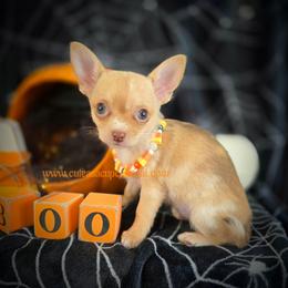 Cobbler - Merle female Chihuahua puppy in Piqua, Kansas from Cute As A Cupcake Chihuahuas
