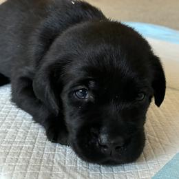 Princess Rapunzel (Yellow) - Black female Labrador Retriever puppy in Tiverton, Rhode Island from Our Little Farm