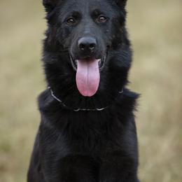 Iluzia - German Shepherd