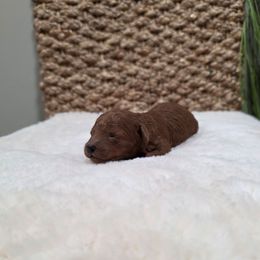 Roxy (CKC) - Red  female Poodle puppy in Rainbow City, Alabama from Spinks Poodles