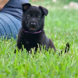 Purple collar - Black female German Shepherd puppy in Inverness Highlands South, Florida from Von der Tetiaroa German Shepherd dogs