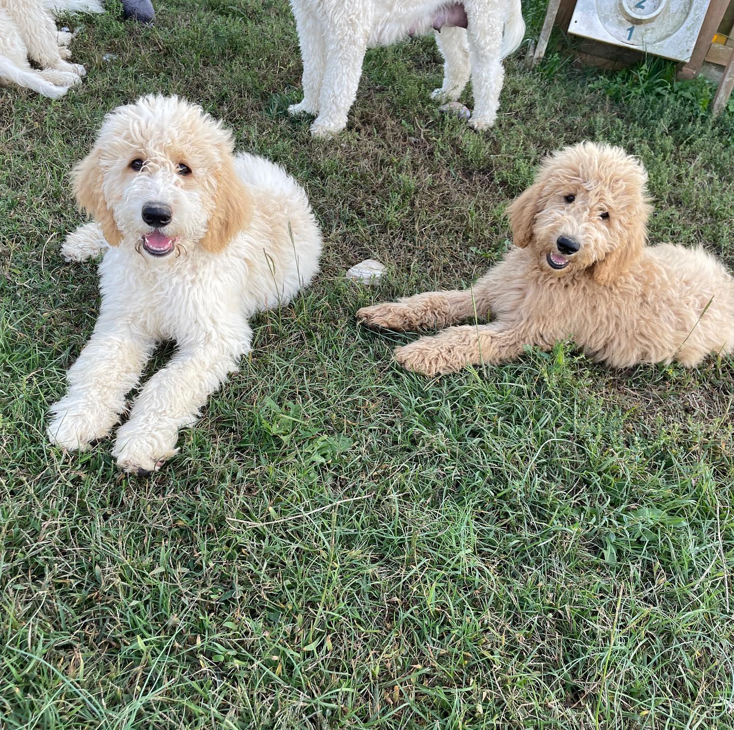 Hampton Roads Doodles in North Carolina Goldendoodle puppies Good Dog