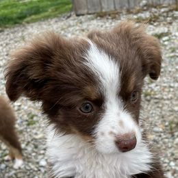 Toy Australian Shepherds from Shoal Creek Toy Aussies