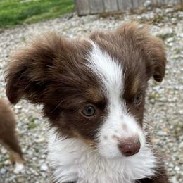 Toy Australian Shepherds from Shoal Creek Toy Aussies