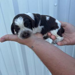 Purple - Liver white and roan female English Springer Spaniel puppy in Lincoln, Texas from LeeCo. Springers
