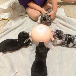 Aussiedoodle, Australian Shepherd, and Other Puppies from RoseWest Farms