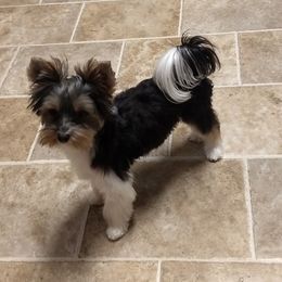 Maxx - Yorkshire Terrier