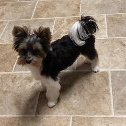 Maxx - Yorkshire Terrier