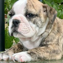 Maximus - Fawn brindle and white male Bulldog puppy in Ranger, Texas from Select Bulldogs