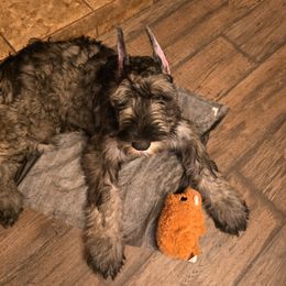 Giant Schnauzer Puppies from House of Roth Giant Schnauzers