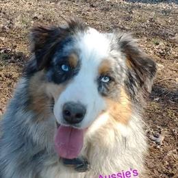 River Girl - Australian Shepherd