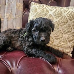 Mr Green - Fawn male Pumi puppy in Albuquerque, New Mexico from Marylynn's Pumis