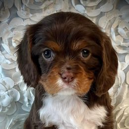 Sadie - Cavalier King Charles Spaniel