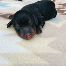Boy 1 - Black and tan male Dachshund puppy in Oklahoma from DRB Dachshunds