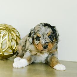 John B - male Australian Mountain Doodle puppy in Spanish Fork, Utah from K Brand Doodles