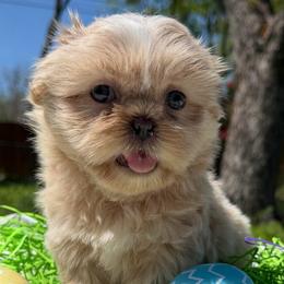 Phoebe - Lilac female Shih Tzu puppy in Desoto, Texas from Willow’s Wonderful Shih Tzu