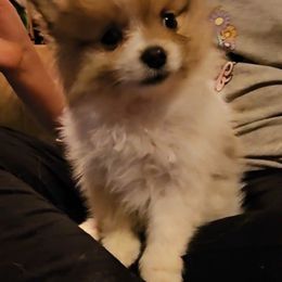 Pomeranian Puppies from Jenn's lovely Pomeranian's