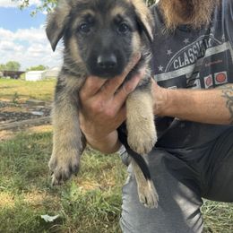 German Shepherd Puppies from Das Müller Hund Haus