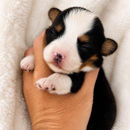 Rhett - Black and tan male Pembroke Welsh Corgi puppy in Beggs, Oklahoma from Blue Diamond Corgi’s