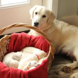 Layla - Golden Retriever