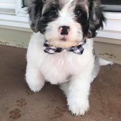 Cavapoo Puppies from Joseph G Harrison