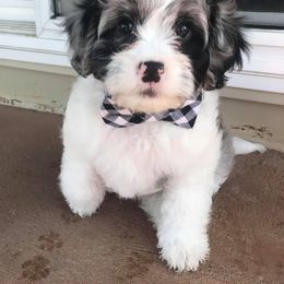 Cavapoo Puppies from Joseph G Harrison