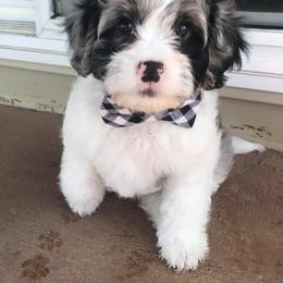 Cavapoo Puppies from Joseph G Harrison