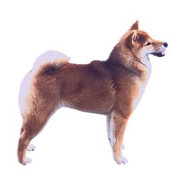Generic Dam - Shiba Inu