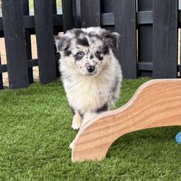 Fir - Blue merle male Australian Shepherd puppy in Oak Hill, Florida from Swingin T Ranch LLC