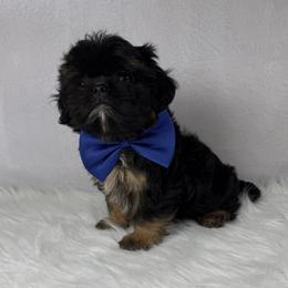 Jagger - Black and tan male Shih Tzu puppy in Columbia, Kentucky from Lisa Bandy Luxe Shih Tzu