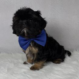 Jagger - Black and tan male Shih Tzu puppy in Columbia, Kentucky from Lisa Bandy Luxe Shih Tzu