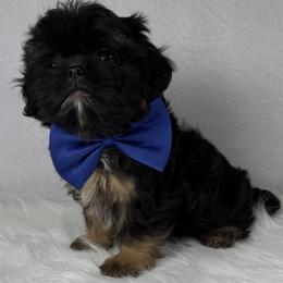 Jagger - Black and tan male Shih Tzu puppy in Columbia, Kentucky from Lisa Bandy Luxe Shih Tzu