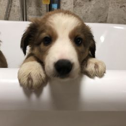 Border Collie Puppies from Burke BC’s
