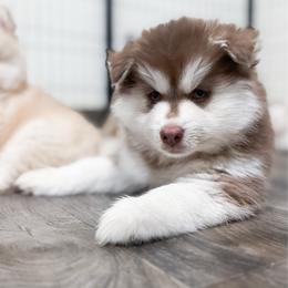 Pinto - Red and white male Pomsky puppy in Orange County, California from Pomsky Playpen