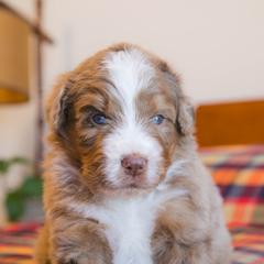 Cosmo - male Australian Mountain Doodle puppy in Lafayette, Missouri from Brick House Farm Doodles