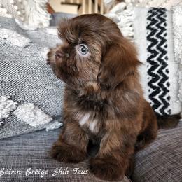 Shih Tzu Puppies from Beirin Breige Shih Tzus