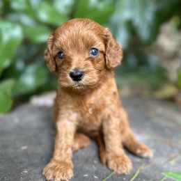 Henry - Red male Cavapoo puppy in Rio Linda, California from VitPom Puppies