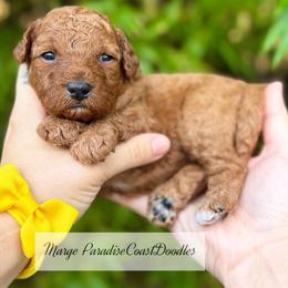 TOY Marge - Red  female Goldendoodle puppy in Naples, Florida from Paradise Coast Doodles