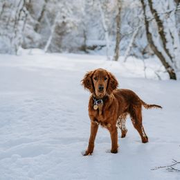 Irish Setter Puppies from Spring Creek Irish Setters