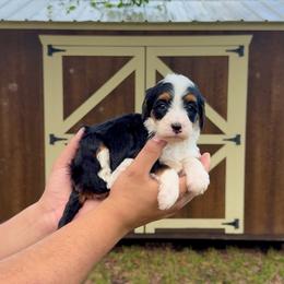 Poppy - Tri-color female Bernedoodle puppy in Greenville, Texas from Doodles of Promise